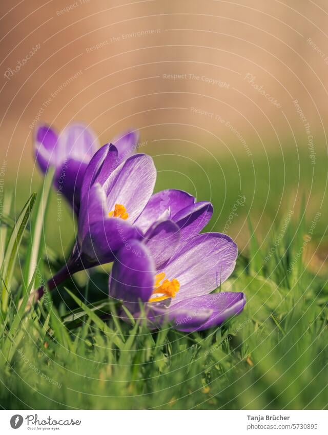 Zu dritt die wärmende Sonne genießen Krokus Frühlingsblume zusammen Frühlingsbote positiv Frühlingsgefühle Leichtigkeit Blühend Blüte gemeinsam lilafarben