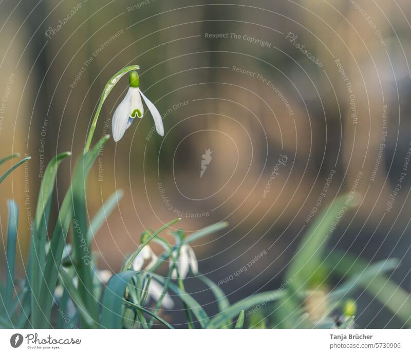 Schneeglöckchen - der niedlichste Frühlingsbote seit es Blumen gibt. Frühlingsblume positiv Frühlingsgefühle Leichtigkeit weiß Blühend Romantik idyllisch Blüte