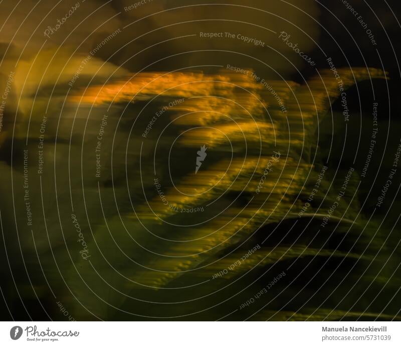 abstract nature abstrakt abstractart Minimal Farn Farnblatt Farnblätter painting camerapainting Natur Pflanze Grünpflanze Farne Farbfoto Botanik Außenaufnahme