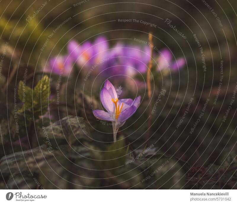 Waldzauber Waldboden Waldspaziergang krokus Krokusblüten Krokusse Frühling Blüte violett Natur Blume Pflanze Garten Frühblüher Frühlingsgefühle Nahaufnahme