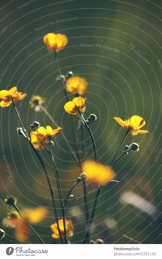 leuchtende Butterblumen Sumpf-Dotterblumen gelb Blume Wiese Natur Wiesenblume Blumenwiese Sumpfdotterblume Wiesenblümchen Wildblume Wiesenpflanzen Hahnenfuß