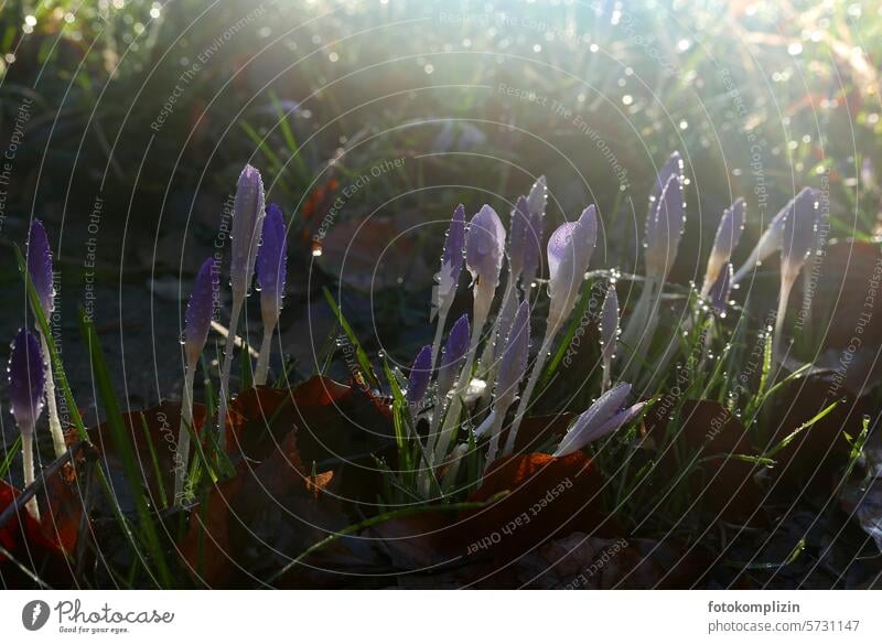 zarte Krokusse im Morgentau Tau Frühblüher Frühling Frühlingsbote Frühlingsblume Frühlingsmorgen Blühend Garten Blüte Blume Pflanze violett Frühlingsgefühle