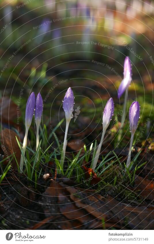 taufrische zart erblühte Krokusse Frühblüher Frühlingsblume Tau Frühlingsgefühle Blume Blüte Blühend Frühlingskrokus violett Nahaufnahme Pflanze Garten