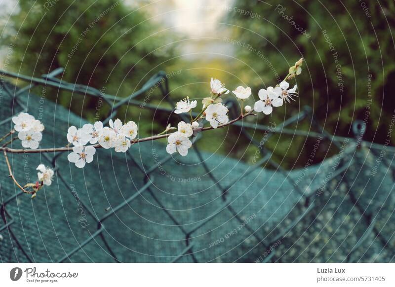 Ein blühender Zweig schiebt sich durch Maschendraht... Frühling Frühlingstraum traumhaft Blüte Blüten blühende Zweige Natur zart natürlich erblühen