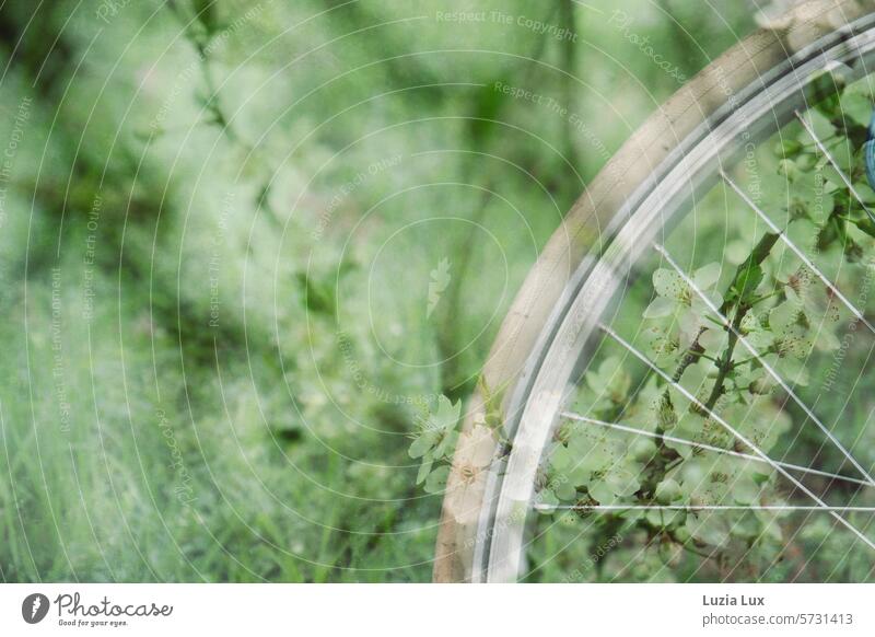 Frühlingstraum... Blühender Zweig, Wiese, Fahrrad, Mehrfachbelichtung mehrfachbelichtung hell grün natürliches Licht Tageslicht zarte Blüten Frühlingserwachen