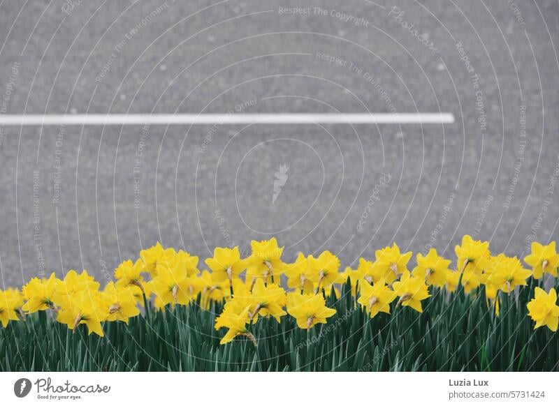 Osterglocken am Straßenrand Narzissen Frühling Blume Blüte gelb Natur Blühend Gelbe Narzisse Frühlingsgefühle Frühlingsblume Ostern grün Straßenbild