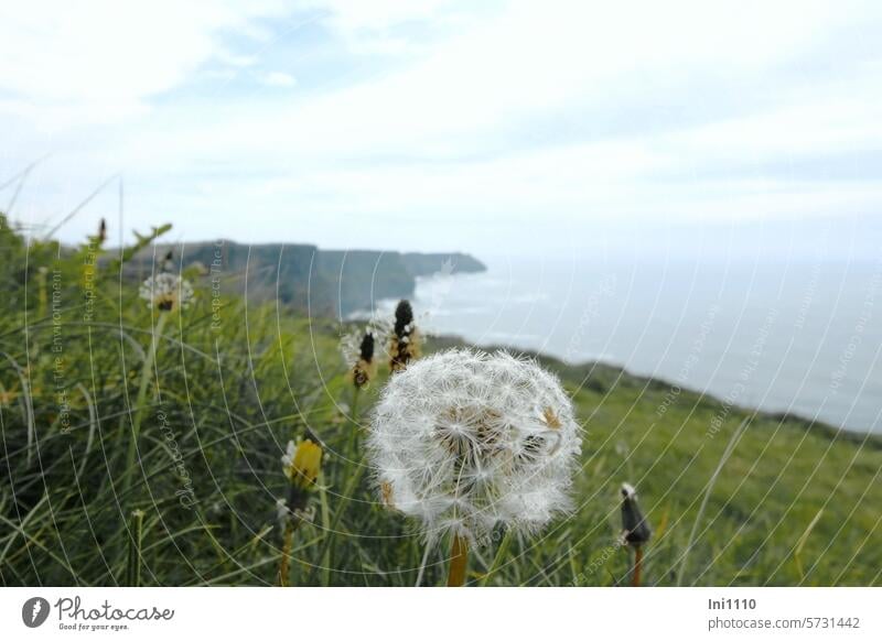 Klippen von Moher II Irland Natur Landschaft kilometerweit Cliffs of Moher Naturschauspiel Sehenswürdigkeit Meer Atlantik Blick übers Meer Felsen