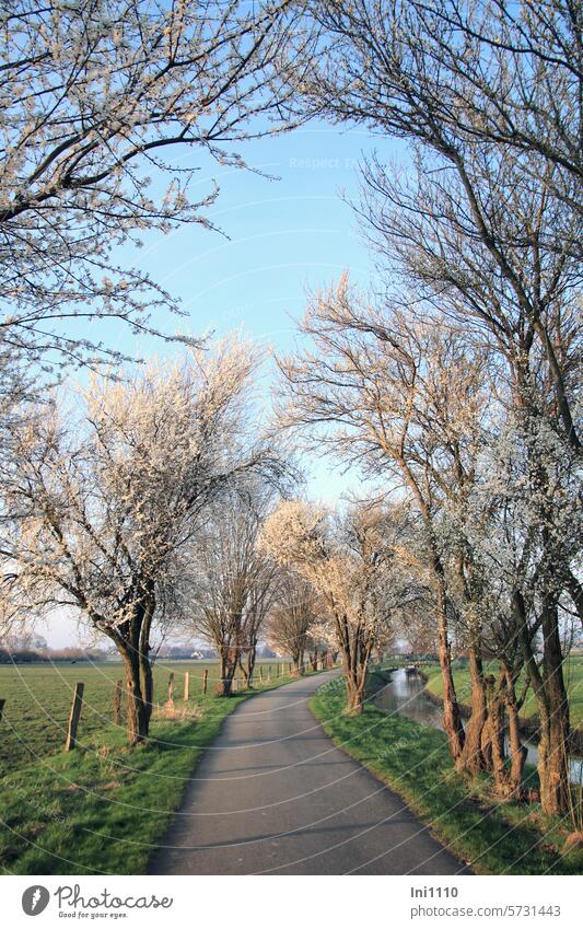 Mirabellenblüte im Licht der Abendsonne Natur Landschaft März Vorfrühling Allee Mirabellenbäume Alleebäume Bäume Wildpflaume Prunus caerasifera Blütenmeer