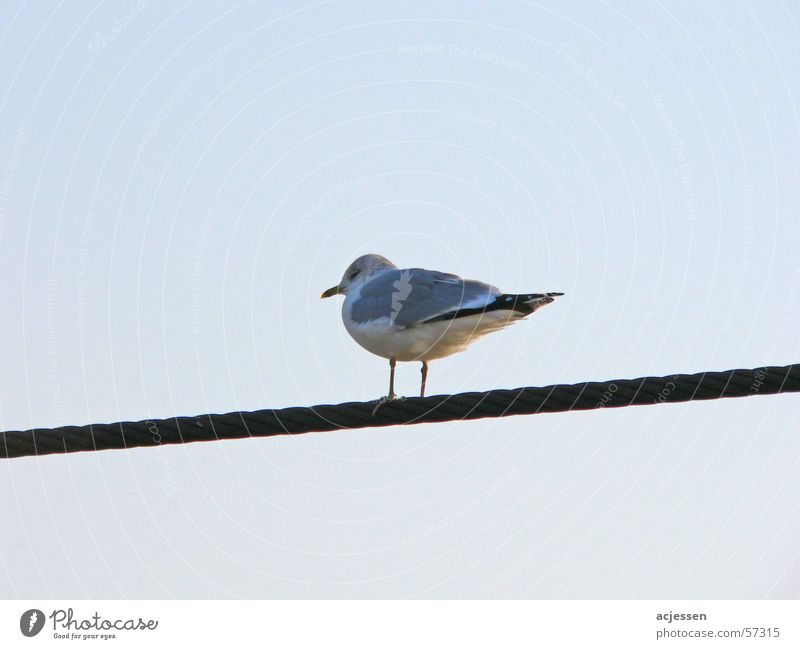 MewWireRope Möwe Möwenvögel kalt Drahtseil Vogel ruhig mew sea mew Himmel blau bird stranded wire wire rope wire cable silence