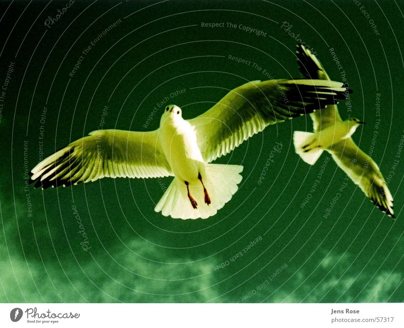 möwen Strand Möwe Vogel schreien Herbst Wolken füttern Farbe fliegen Luftverkehr Wasser Himmel Schönes Wetter Sonne Sand crossfotographie