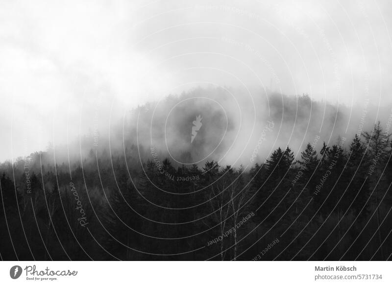 Nebliger Wald auf einem Berg im Elbsandsteingebirge. Düstere Atmosphäre Landschaft Nebel Herbst Dunst Tanne reisen Baum Cloud Natur Himmel Winter Spaziergang