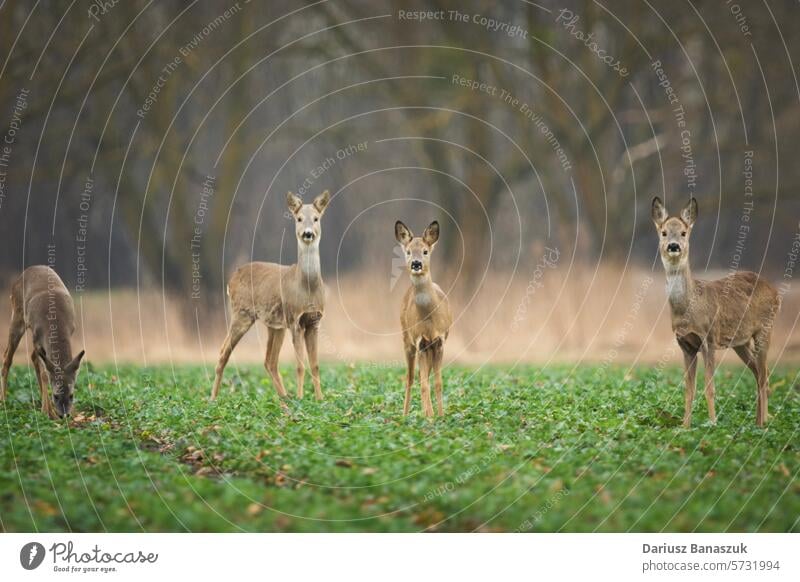 Rehe auf dem Lande Rogen Hirsche Menschengruppe Feld landwirtschaftlich vier Tier wild ländlich grün Säugetier Natur capreolus capreolus capreolus Tierwelt