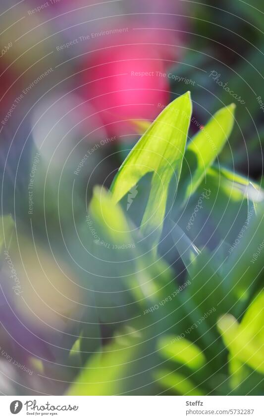 Bärlauch wächst im Garten Bärlauchblätter Wildpflanze Bärenlauch Frühlingspflanze essbar essbare Pflanze Gemüse Gemüsepflanze Wildkraut Hexenzwiebel grün