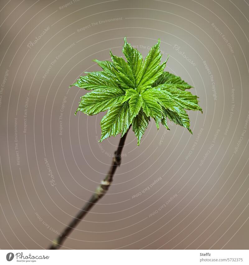 junge Blätter auf einem kleinen Zweig Frühlingszweig Frühlingsboten Jungpflanze Jungblätter grün zarte Blätter neu fein Frühlingsgefühl Vorboten wachsen