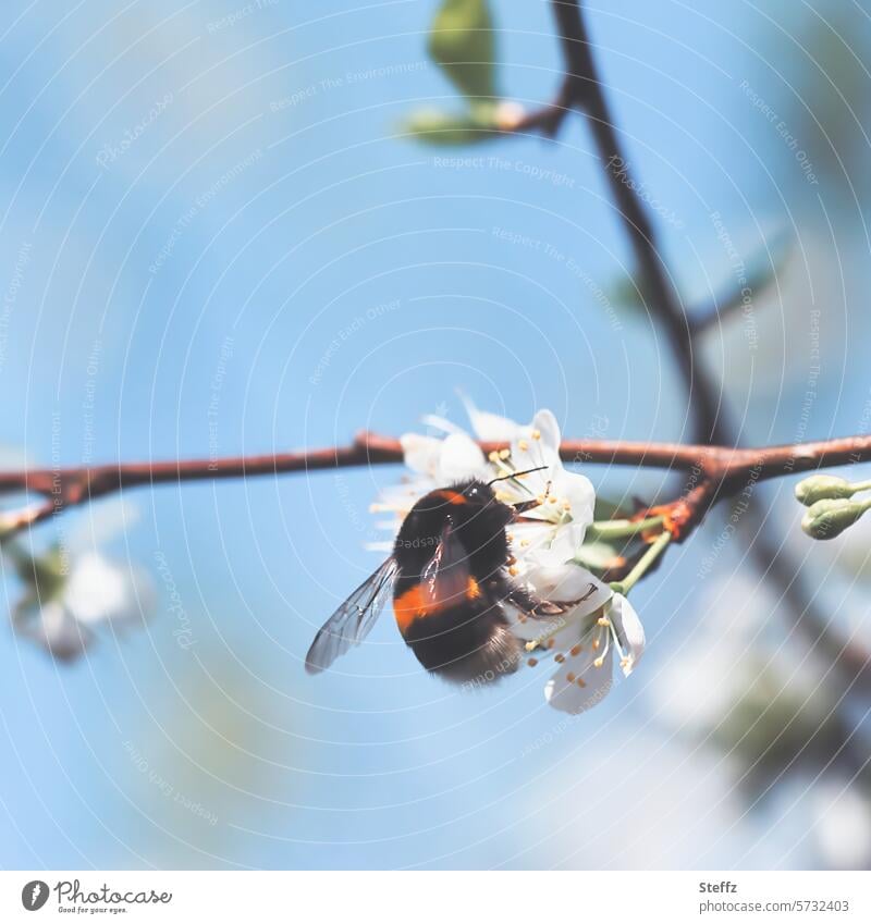 eine Hummel auf Kirschblüten Hummel auf Blüte Frühlingstag Blütezeit Frühlingsboten Frühlingsgefühl Frühlingsstimmung Jahreszeiten blühen weiß Himmelblau