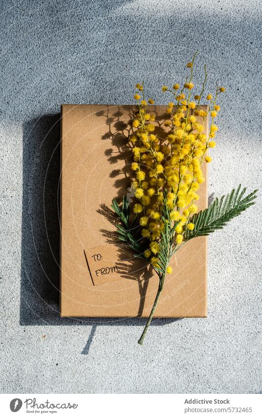 Geschenkkarton mit Mimosenblüten im Sonnenlicht Kasten Blumen Schatten Kraft Tag hell ruhen Casting gelb botanisch präsentieren Feier Frühling Stadtfest