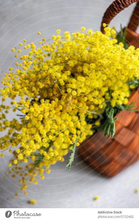 Leuchtend gelbe Mimosenblüten in einem Weidenkorb Blume Blumenstrauß Korb hell pulsierend traditionell neutral Hintergrund Blütezeit Flora Pflanze Frühling