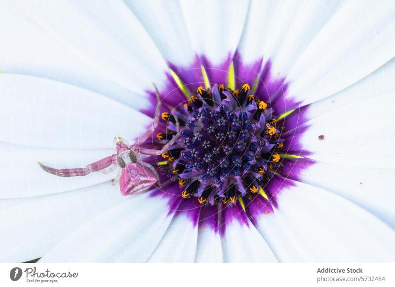 Eine rosafarbene Krabbenspinne wartet auf ihre Beute in der kontrastreichen violetten Mitte einer weißen Osteospermum, auch bekannt als afrikanisches Gänseblümchen