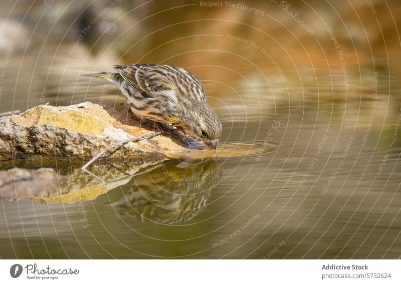 Ein Erlenzeisig beugt sich zum Trinken hinunter, sein Spiegelbild spiegelt sich im stillen Wasser, vor der ruhigen Kulisse eines felsigen Baches Vogel Zeisig