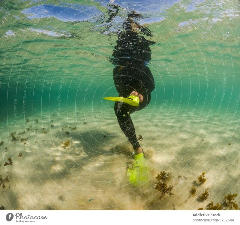 Unterwasseransicht eines anonymen Schnorchlers in einem schwarzen Neoprenanzug mit leuchtend gelben Flossen, der über einem natürlichen Algenbett im seichten Wasser schwebt