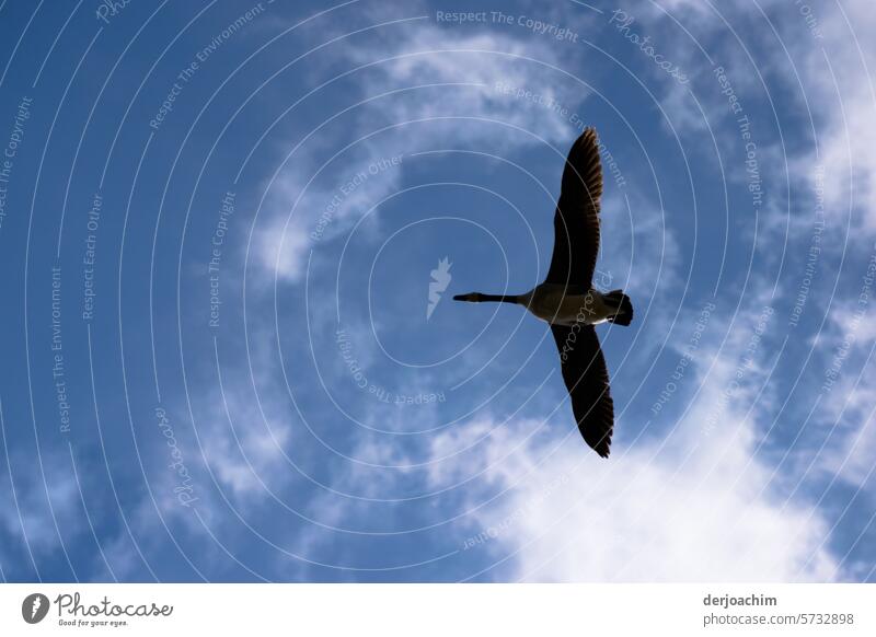 So frei wie ein Vogel fliegt. Vogelflug Außenaufnahme Freiheit Tier Wildtier fliegen Himmel Natur natürlich Menschenleer Bewegung Tag Luft Farbfoto Umwelt