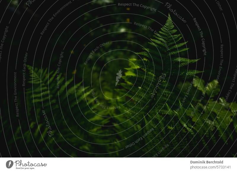 Farn im Morgenlicht Farnblatt Natur Pflanze grün Blatt Grünpflanze Außenaufnahme Detailaufnahme Farbfoto natürlich Botanik Umwelt Wildpflanze Wald Nahaufnahme