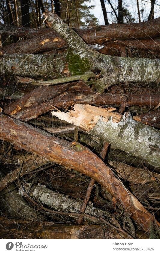 Stapel aus Ästen und Baumstämmen Holz Holzstapel Waldnutzung Forstwirtschaft Nutzholz gestapelt Abholzung Baumstamm Totholz Haufen Brennholz roh