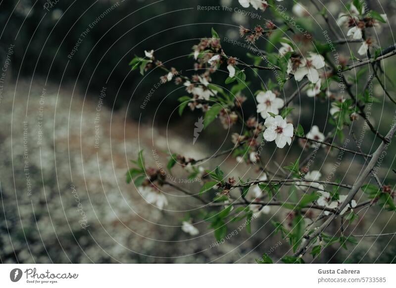 Kirschbaumzweige. Niederlassungen Kirschblüten Natur rosa Baum Schönes Wetter Außenaufnahme Farbfoto Pflanze Tag Frühlingsgefühle Umwelt Idylle Garten natürlich