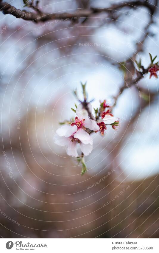 Nahaufnahme einer Kirschblüte. Kirschblüten Frühling Natur Pflanze rosa Frühlingsgefühle Außenaufnahme Schönes Wetter Tag Farbfoto Umwelt Kirschbaum Kirsche Ast