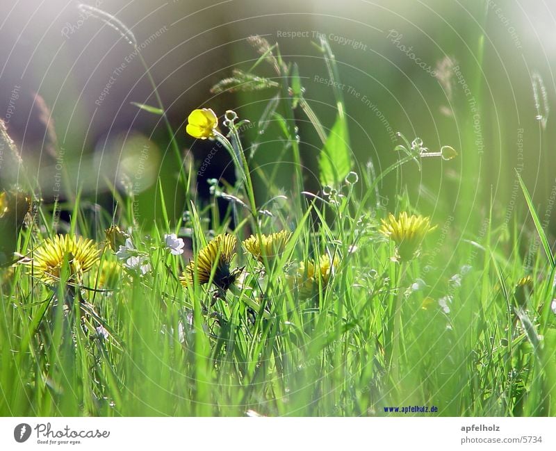 luftig duftige wiese Wiese Blume Natur saubere welt