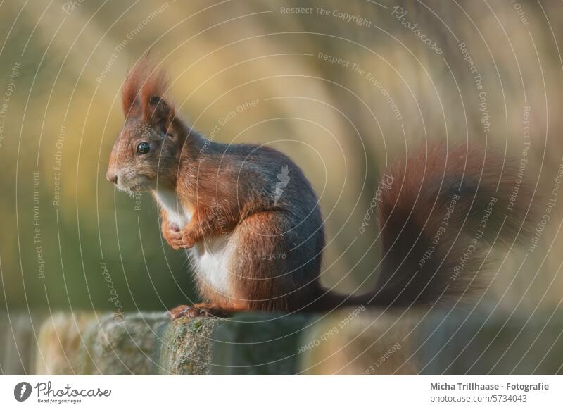 Eichhörnchen im Sonnenschein Sciurus vulgaris Wildtier Tiergesicht Fell Maul Nagetiere Pfote Krallen Schwanz Ohr Kopf Auge nah Nahaufnahme Tierporträt