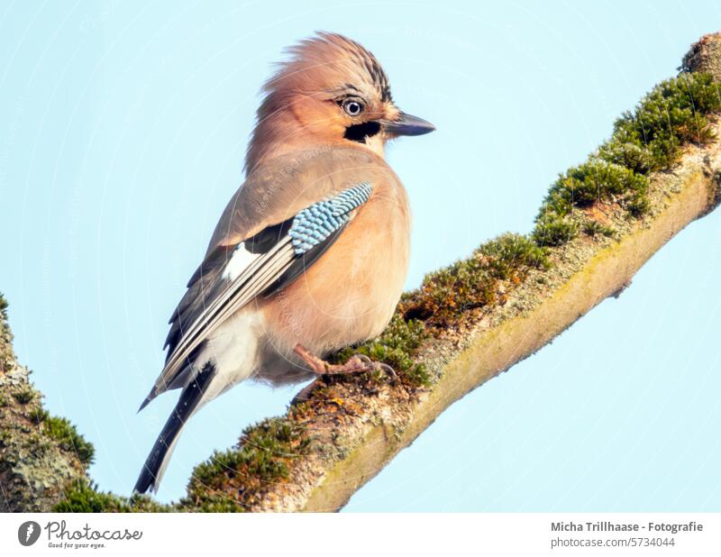 Eichelhäher im Baum Garrulus glandarius Tiergesicht Kopf Auge Schnabel Beine Krallen Tierporträt Vogel Wildvogel Wildtier Natur Federn Flügel Gefieder