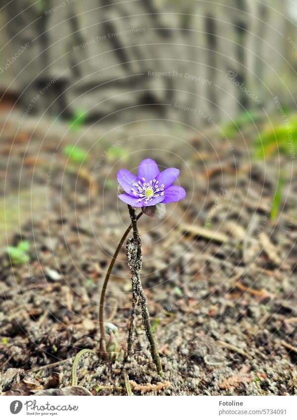 Einsames Leberblümchen Natur Frühling Pflanze Blüte Blume Farbfoto Schwache Tiefenschärfe Außenaufnahme Nahaufnahme Blühend Garten Detailaufnahme violett