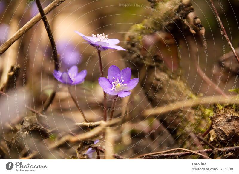 Leberblümchen Natur Frühling Pflanze Blüte Blume Farbfoto Schwache Tiefenschärfe Außenaufnahme Nahaufnahme Blühend Garten Detailaufnahme violett Frühblüher Ast