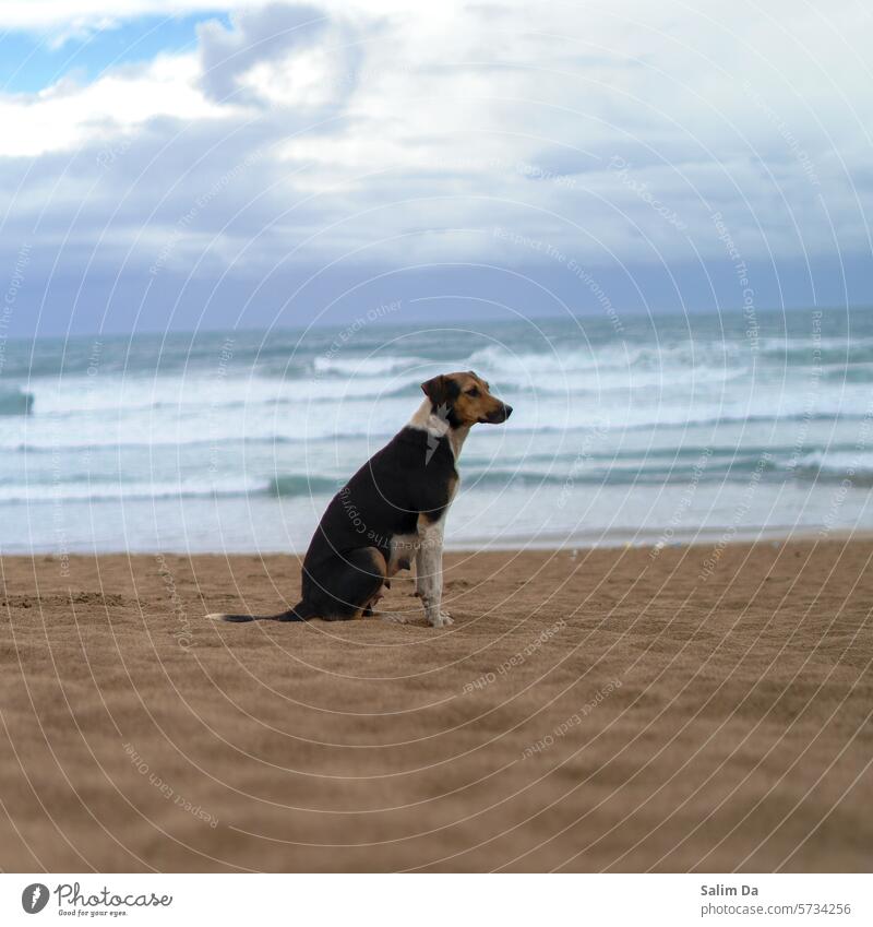 Strand, Sand, Wellen, bewölkter Himmel und der beste Freund des Menschen in einer Aufnahme Stranddüne Strände Strandleben Sandstrand Sandstein sandig