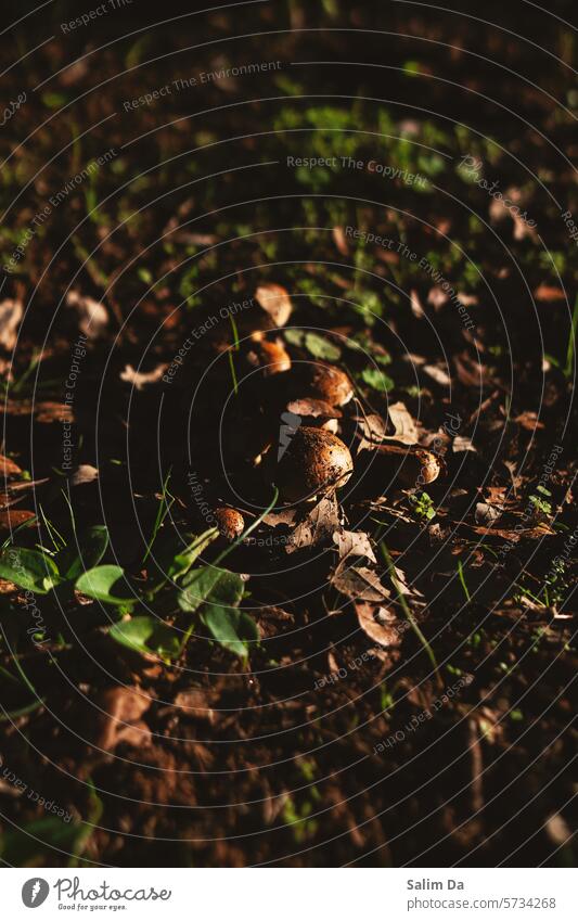 Pilze Natur Natur-Foto natürlich natürliche Welt natürliches Licht natürliche Farbe Wald Wälder Waldboden Tageslicht Umwelt entdecken Fundstück entdeckend