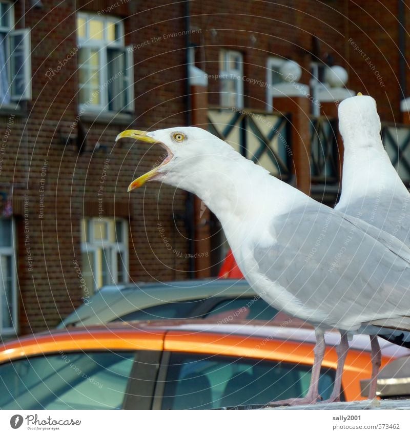 ich kann am lautesten!!! Fischerdorf Fassade PKW Tier Vogel Möwe 2 Kommunizieren schreien bedrohlich Neugier verrückt weiß Euphorie Willensstärke Mut Wut