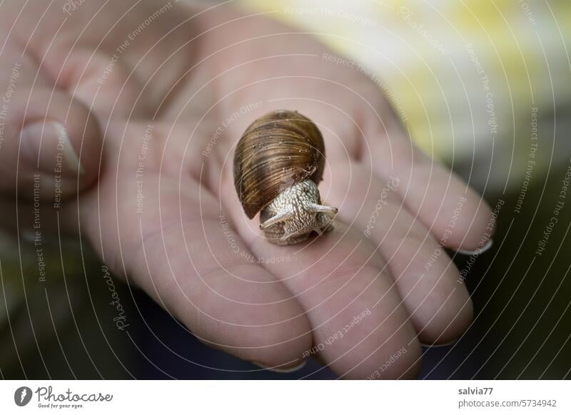 zaghaft streckt die kleine Weinbergschnecke ihre Fühler aus und kriecht auf der Handinnenfläche Richtung Fingerspitze Schnecke kriechen langsam Schneckenhaus