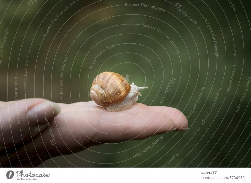 Weinbergschnecke auf der Hand Schnecke kriechen Fühler langsam Schneckenhaus Nahaufnahme klein Tier Natur Weichtier Makroaufnahme Schwache Tiefenschärfe