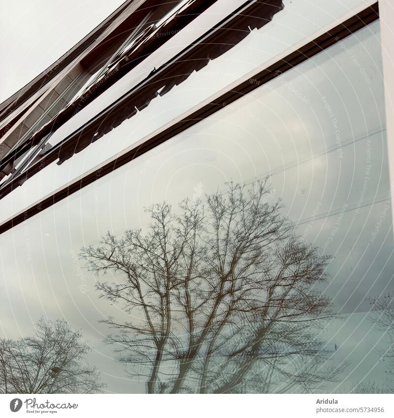 Schaufenster mit Baumspiegelung s/w Spiegelung Bäume Häuser Stadt Winter Äste leer Glas Reflexion & Spiegelung Fenster Gebäude Fassade Architektur Scheibe