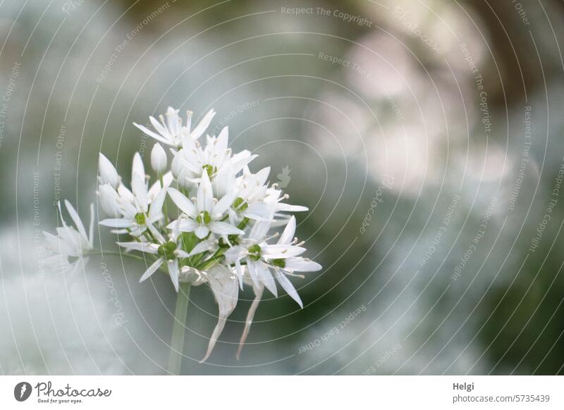 Bärlauchblüte Pflanze Blüte blühen wachsen Frühling Frühblüher Bokeh natürlich Menschenleer Nahaufnahme Außenaufnahme Schwache Tiefenschärfe Makroaufnahme