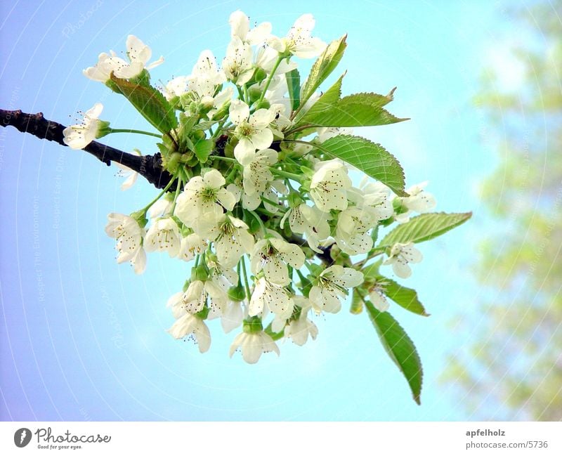 baumblüten Frühling Baum Blüte