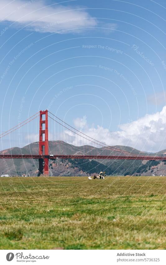 Picknicker entspannen sich auf einer üppigen Wiese mit der ikonischen Golden Gate Bridge, die sich majestätisch in der Ferne unter einem klaren Frühlingshimmel erhebt