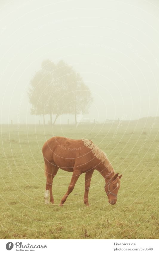 Hengst Karino Umwelt Natur Landschaft Himmel Frühling Herbst schlechtes Wetter Nebel Wiese Feld braun grau grün silber weiß Gedeckte Farben Außenaufnahme Morgen