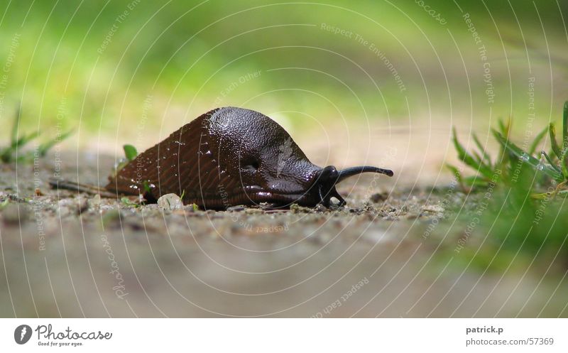 verry up tempo Nacktschnecken Schnecke Makroaufnahme Natur