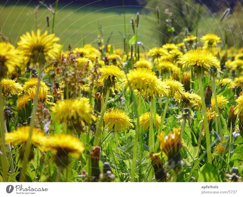 löwenzähne Blume gelb Frühling Wiese