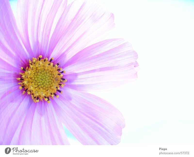 Violette Cosmeablüte Farbfoto Innenaufnahme Makroaufnahme Textfreiraum rechts Hintergrund neutral schön Sommer Natur Pflanze Blume Blüte Blühend ästhetisch