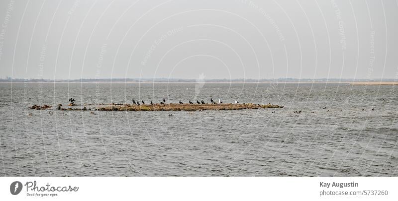 Kolonie von Kormorane Natur Außenaufnahme Phalacrocoracidae Rantumbecken Insel See Ohrenscharbe Nannopterum auritus Kormorankolonie Naturschutzgebiet