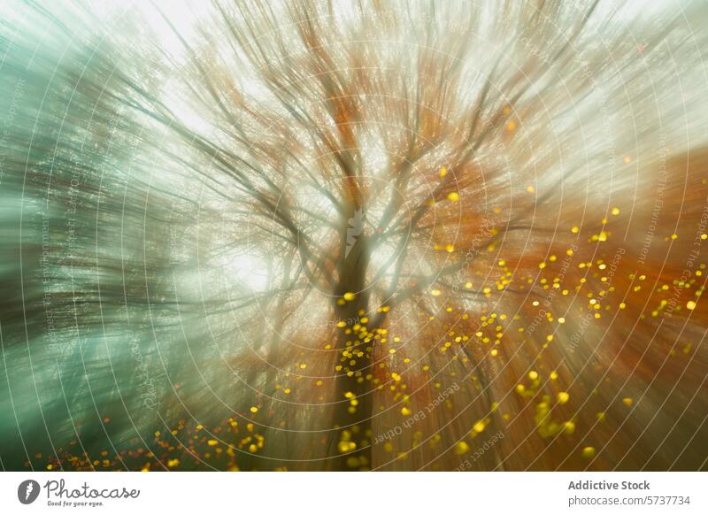 Ätherischer Herbstbuchenwald mit Lichtstrahlen, Montseny, Katalonien Wald Strahlen montseny Buchsbaum ätherisch magisch golden Blätter fliegend mystisch Natur