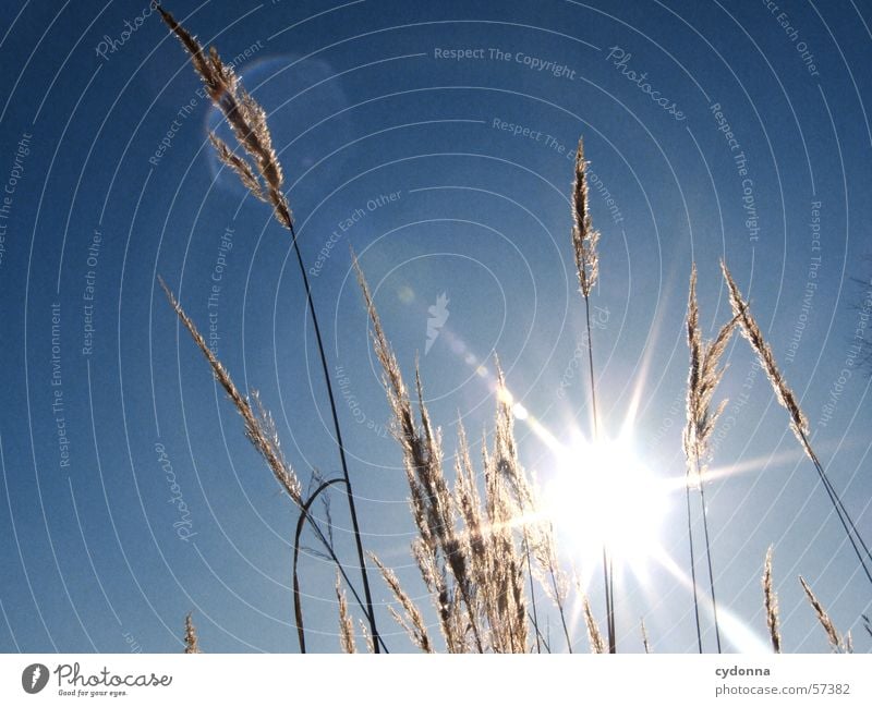 Ich bin geblendet. I Licht blenden Schilfrohr Gras Pflanze Stimmung Eindruck Makroaufnahme Nahaufnahme Sommer Sonne Himmel blau Natur